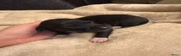 Italian Greyhound dogs for sale: KC Italian Greyhound Puppies  - Advert 32