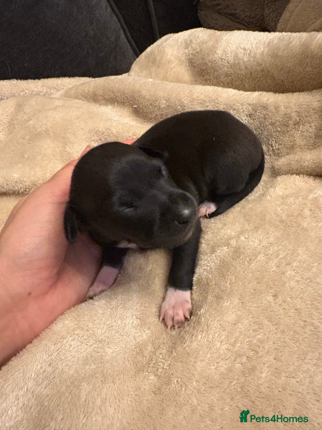 Italian Greyhound dogs for sale: KC Italian Greyhound Puppies  - Image 33