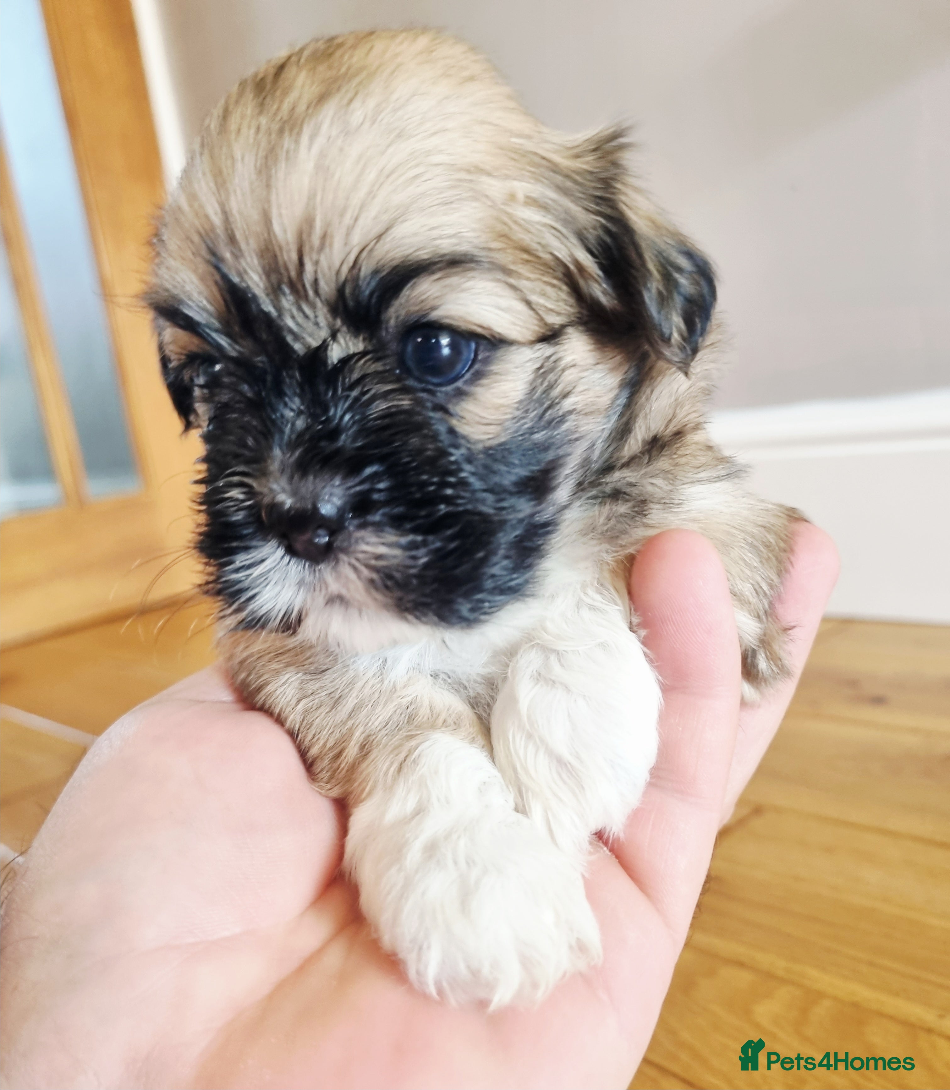Lhasa Apso dogs Adorable Lhasa Apso Puppies  - Advert 1