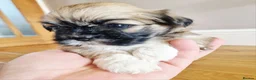 Lhasa Apso dogs for sale: Adorable Lhasa Apso Puppies  - Advert 1