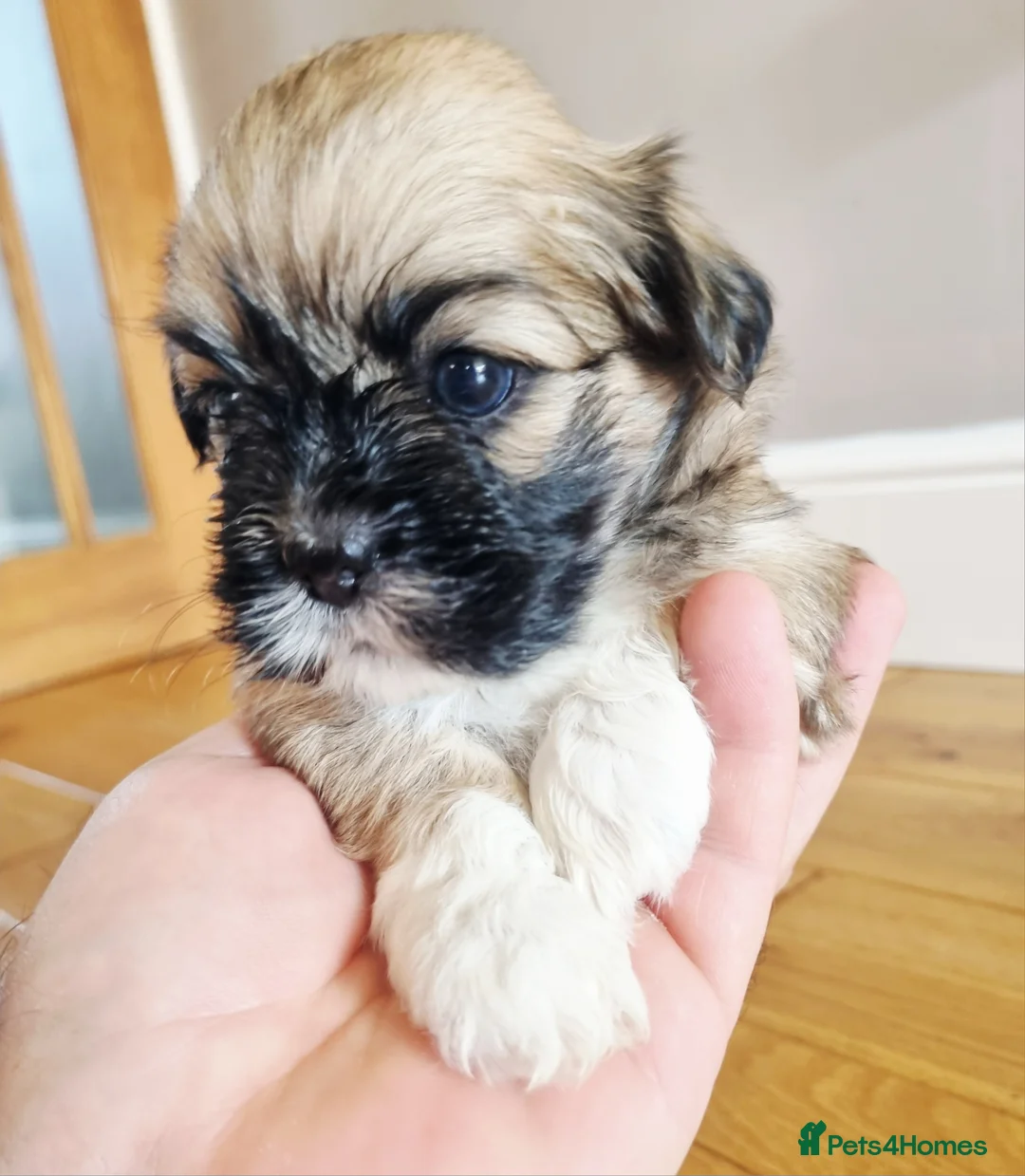 Lhasa Apso dogs for sale: Adorable Lhasa Apso Puppies  - Advert 1