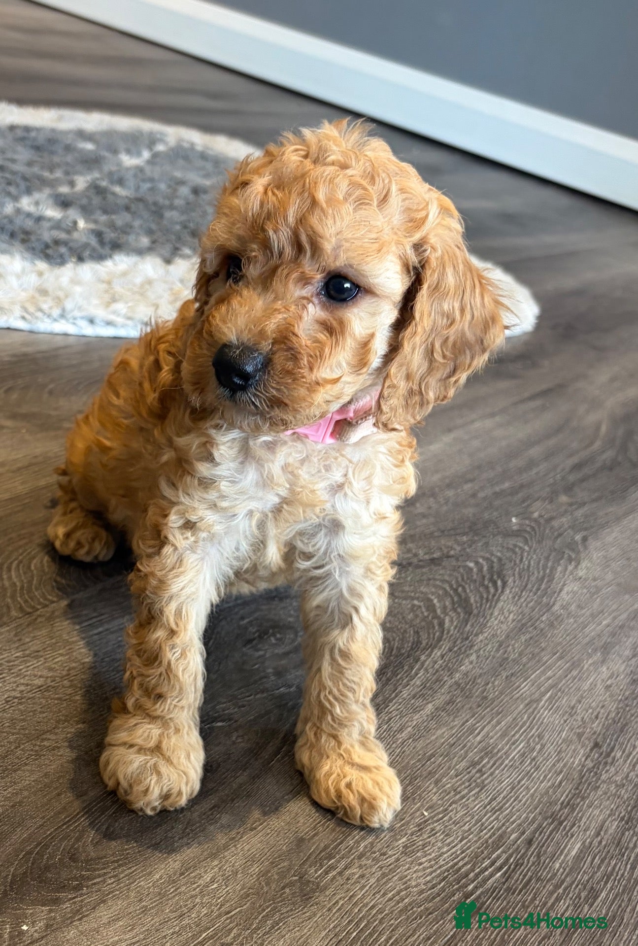 Cockapoo dogs girl very curly F1b  cockapoo fully health tested  - Advert 18