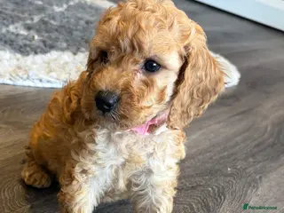 Cockapoo dogs girl very curly F1b cockapoo fully health tested - Advert 18