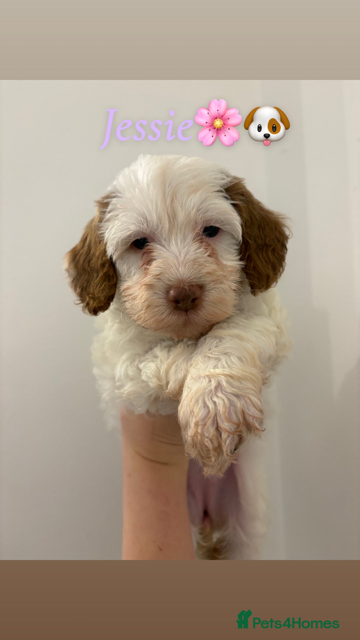 Cockapoo dogs 🐶🐾 Cockapoo puppies 🐶🐾 - Advert 4