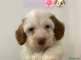 Cockapoo dogs 🐶🐾 Cockapoo puppies 🐶🐾 - Advert 7