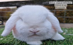 Mini Lop rabbits for sale: Various Mini lops available  - Advert 6