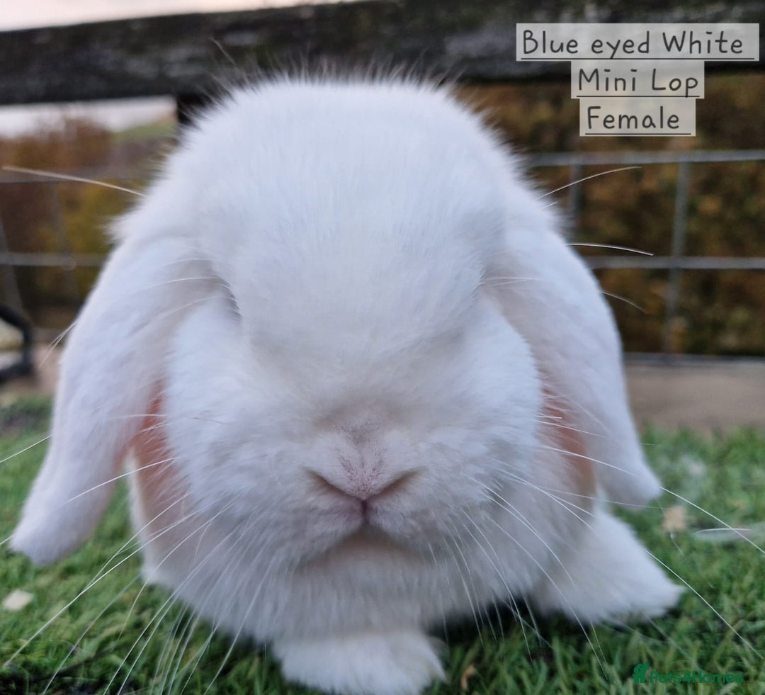 Mini Lop rabbits for sale: Various Mini lops available  - Advert 6
