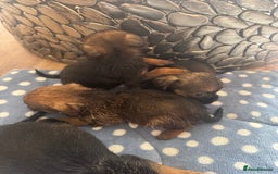 Border Terrier dogs for sale: Beautiful litter of 7 border terrier puppies KC  - Image 4
