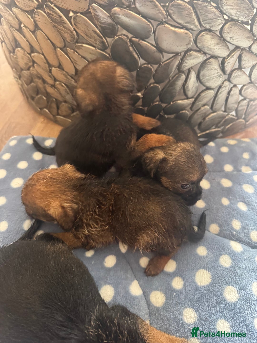 Border Terrier dogs for sale: Beautiful litter of 7 border terrier puppies KC  - Image 4
