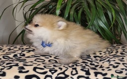 Pomeranian dogs for sale: CHAMPION BLOODLINE 3 female 1 male - Image 20