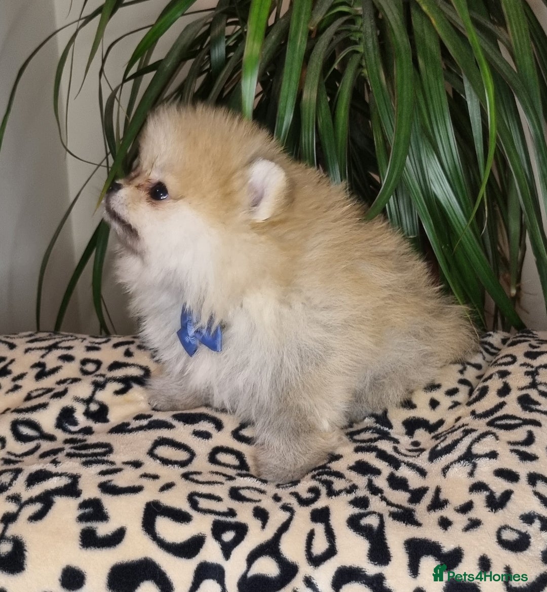 Pomeranian dogs for sale: CHAMPION BLOODLINE 3 female 1 male - Image 20