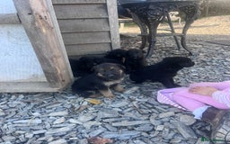 Labrador Retriever dogs for sale: Incredible repeat mating  - Image 24