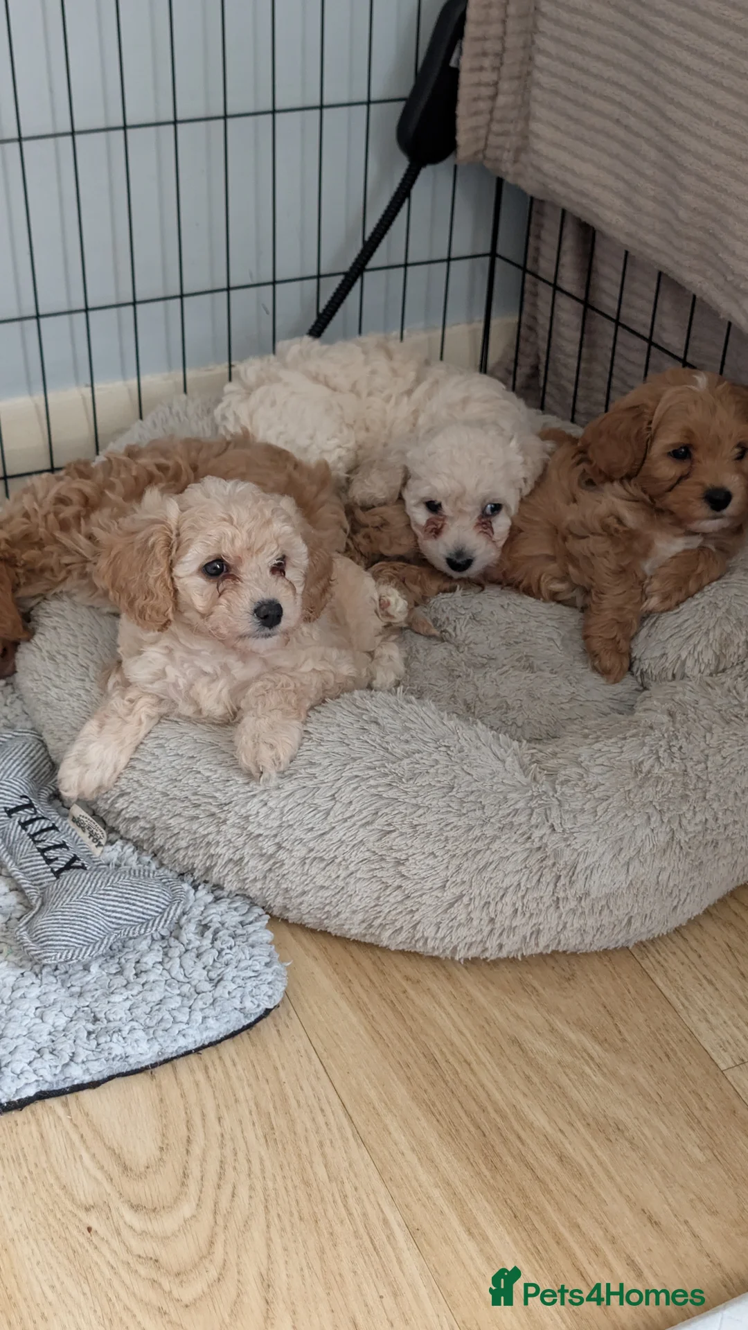 Cavachon dogs for sale: Beautiful female Cavapoochon pup - Advert 6