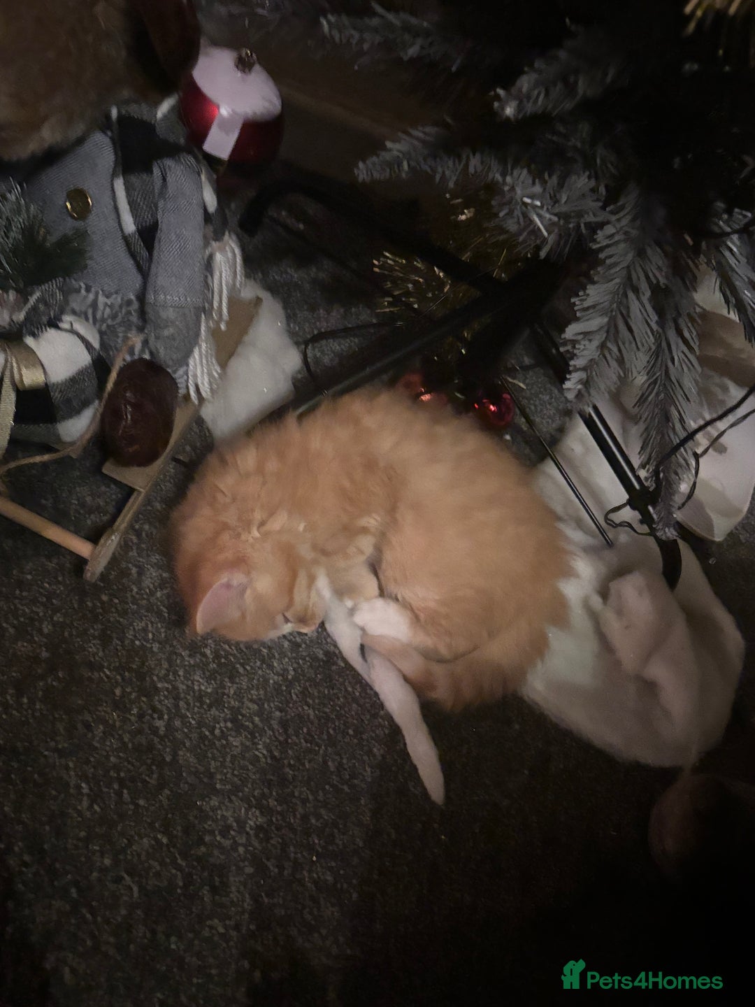 Mixed Breed cats for sale: 7 beautiful British short hair cross  - Advert 12