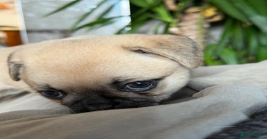 Mixed Breed dogs - Advert 6