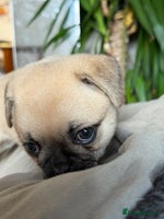 Mixed Breed dogs - Advert 6