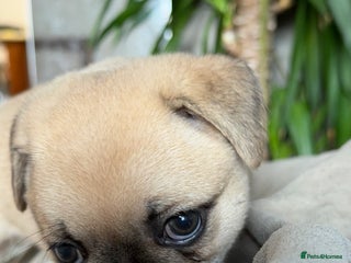 Mixed Breed dogs - Advert 20