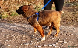 Mixed Breed dogs for adoption: Meet Charlie - a Lovely old boy, for a loving Home - Image 3