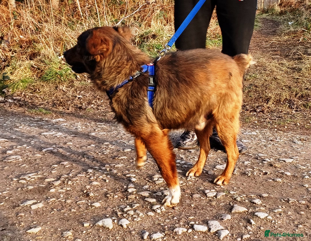 Mixed Breed dogs for adoption: Meet Charlie - a Lovely old boy, for a loving Home - Image 3
