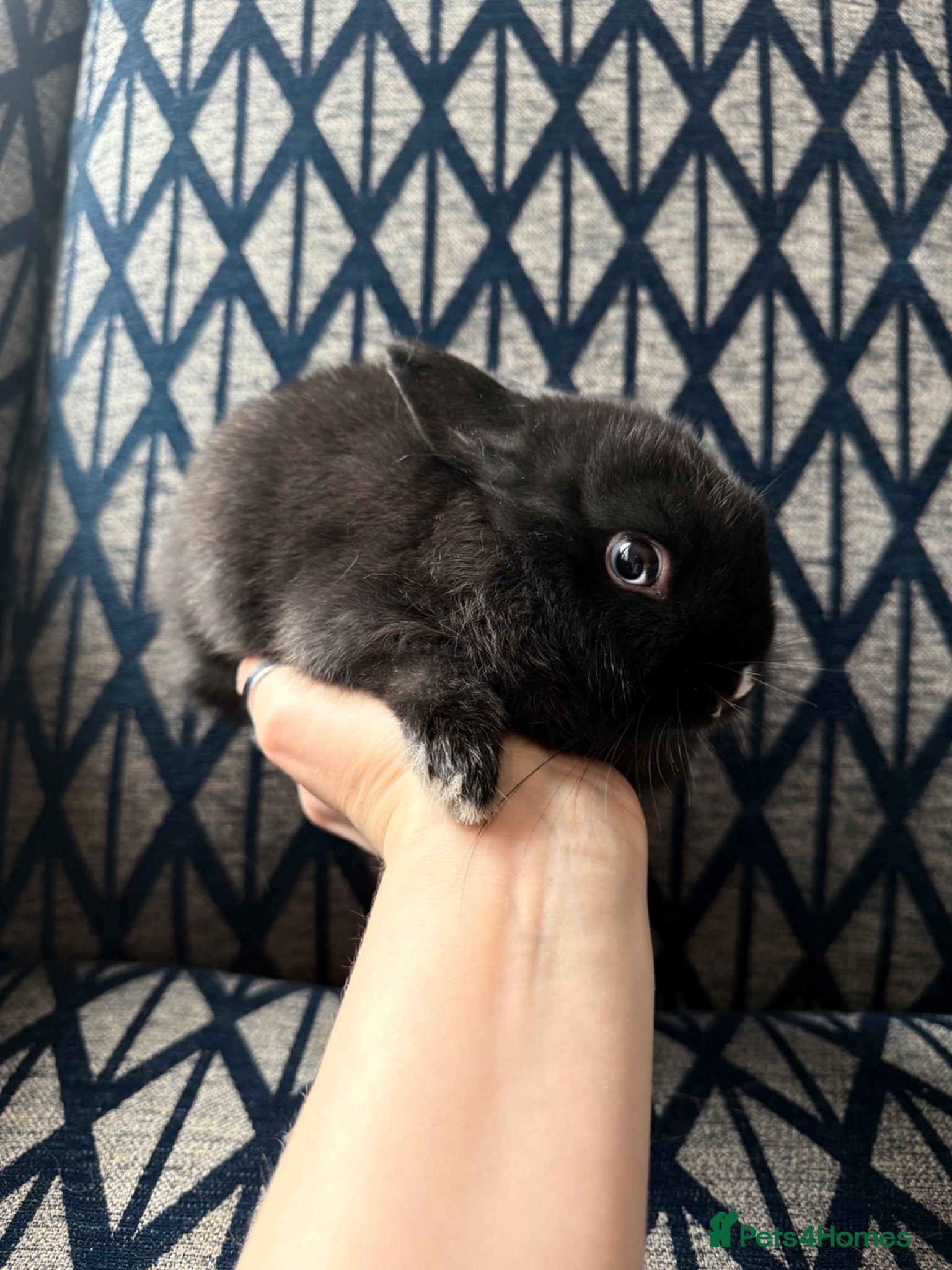 Netherland Dwarf rabbits for sale: Female Netherland Dwarf - Advert 4