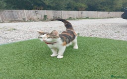 Mixed Breed cats for sale: Fore sale 120 - Image 6