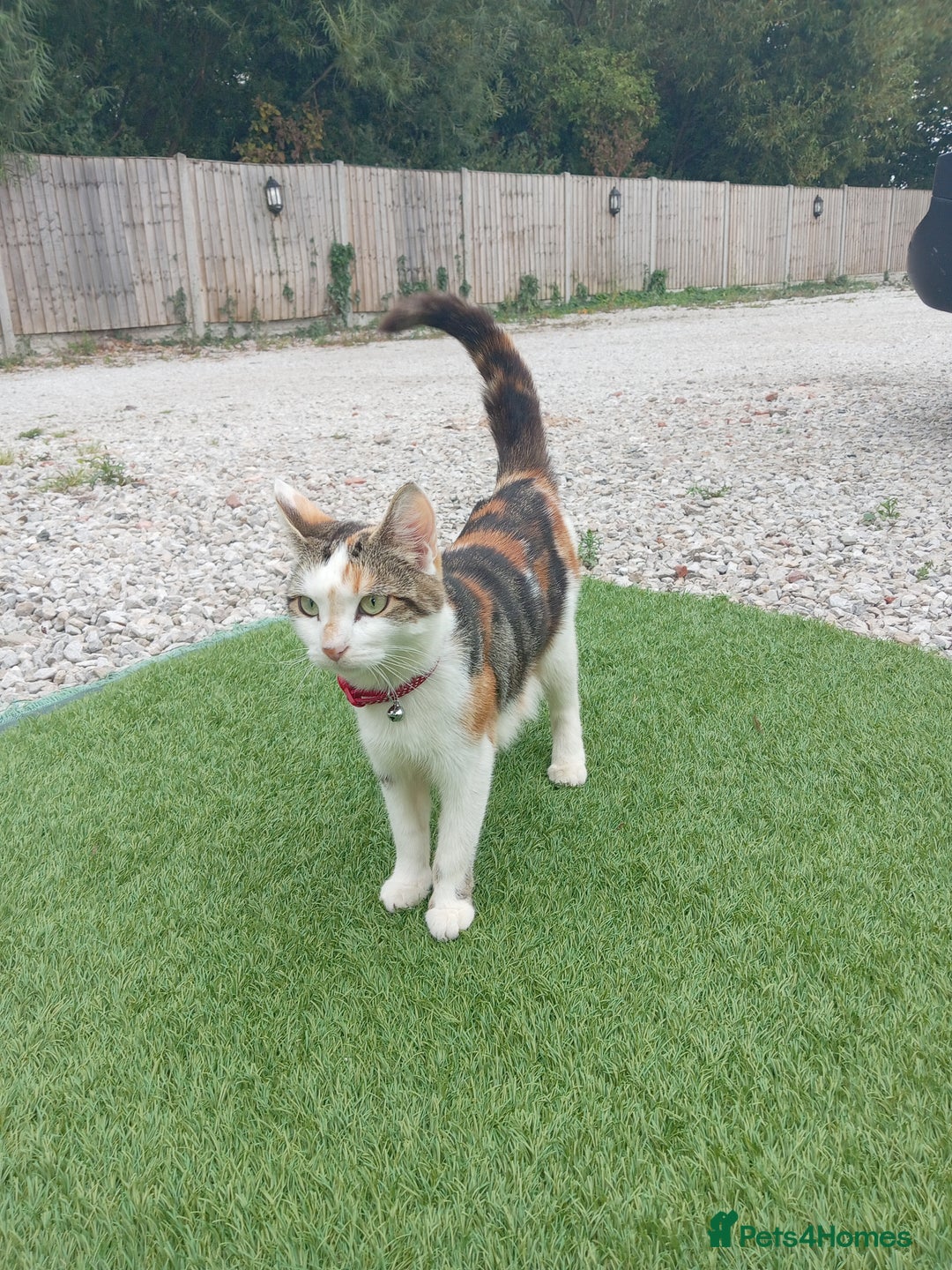 Mixed Breed cats for sale: Fore sale 120 - Image 6