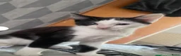 Mixed Breed cats for sale:  **  female  in Rotherham - Advert 1