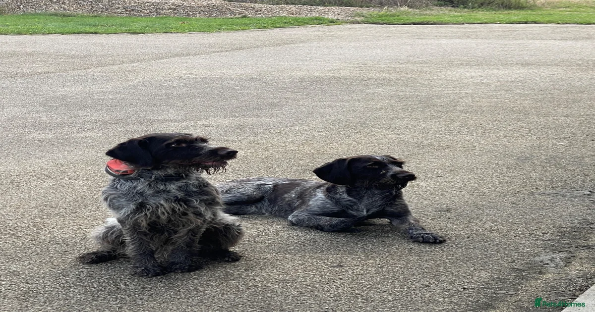 German Wirehaired Pointer Puppies for sale in Petersfield, Hampshire ...