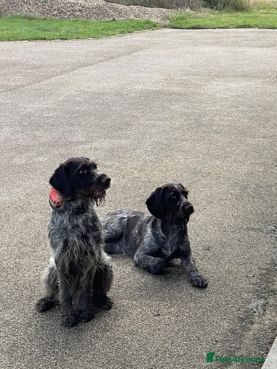 German Wirehaired Pointer dogs for sale: German Wirehaired pointer in Slough - Advert 1