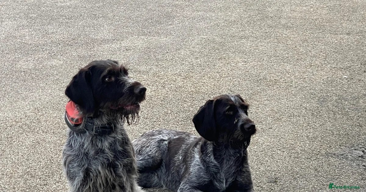 Poiinter German Wirehaired Pointer Puppies for sale in Petersfield, Hampshire ...
