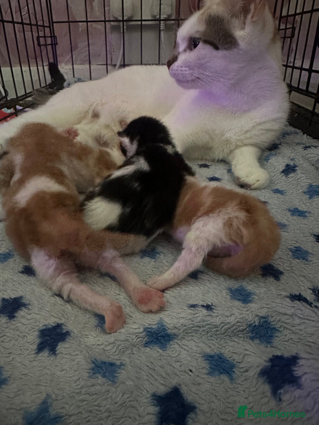 Mixed Breed cats for sale: Female ginger kitten  - Image 4