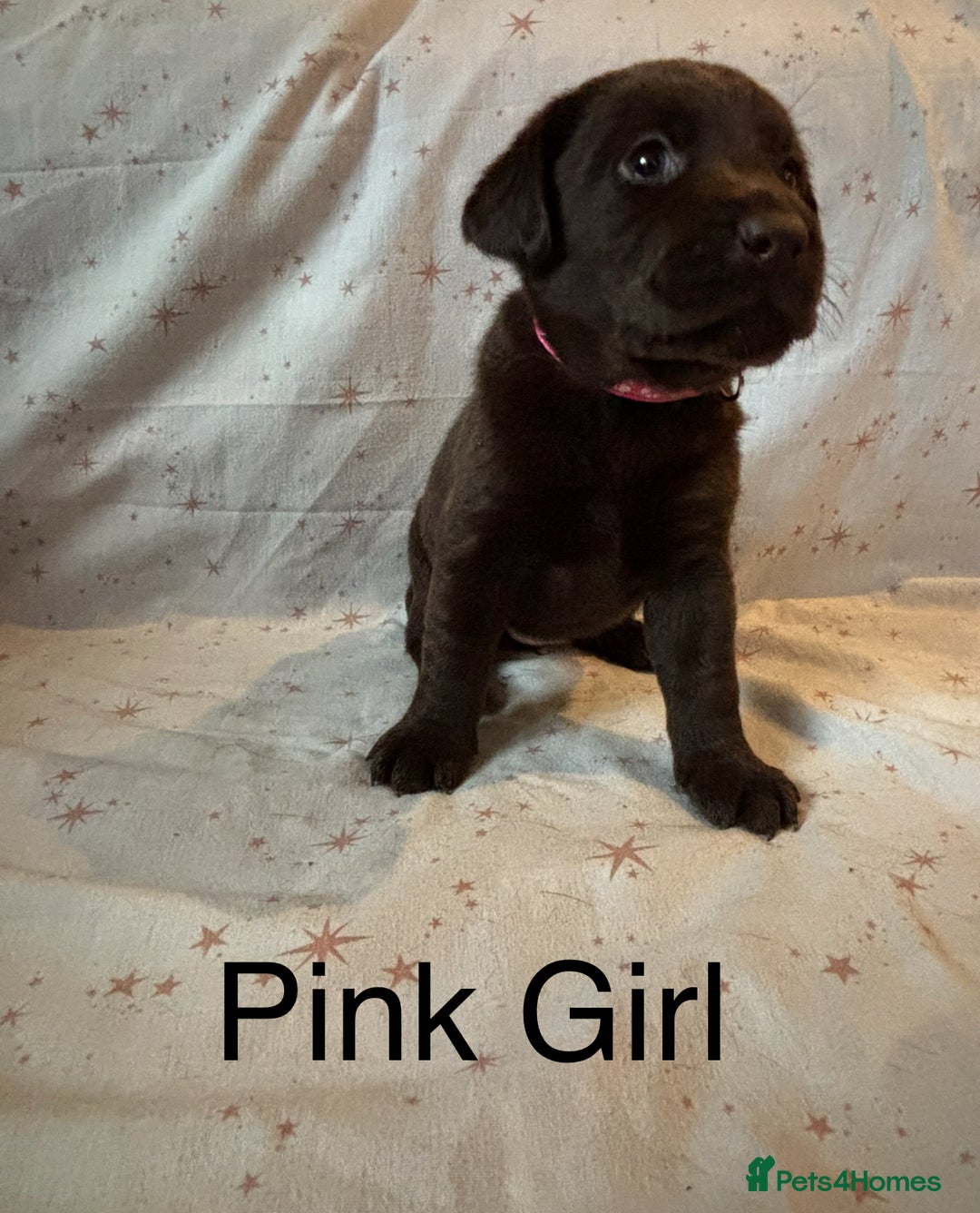 Labrador Retriever dogs for sale: Beautiful KC Chocolate Labrador Retriever puppies - Advert 3
