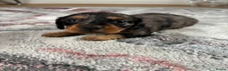 Dachshund dogs for sale: Dapple Miniature Dachshund - Advert 1
