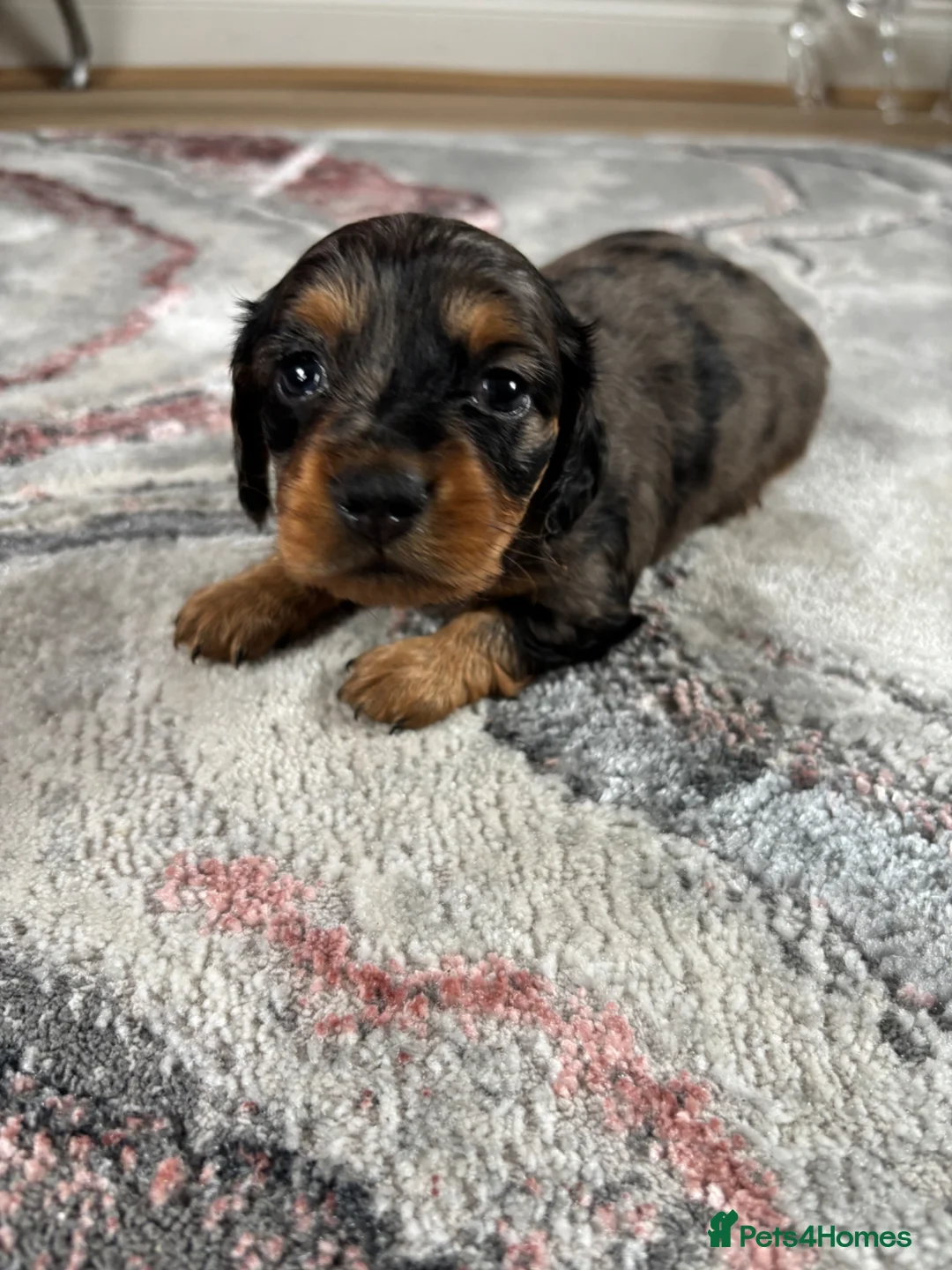 Dachshund dogs for sale: Dapple Miniature Dachshund - Advert 1