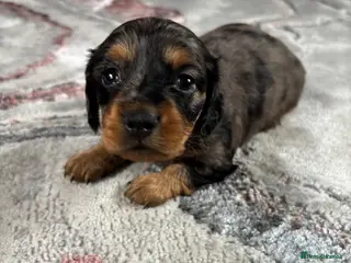 Dachshund dogs Dapple Miniature Dachshund - Advert 7