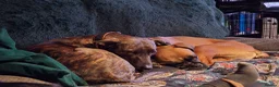 Mixed Breed dogs for sale: 2 Lurcher x Boxer puppies - Advert 9