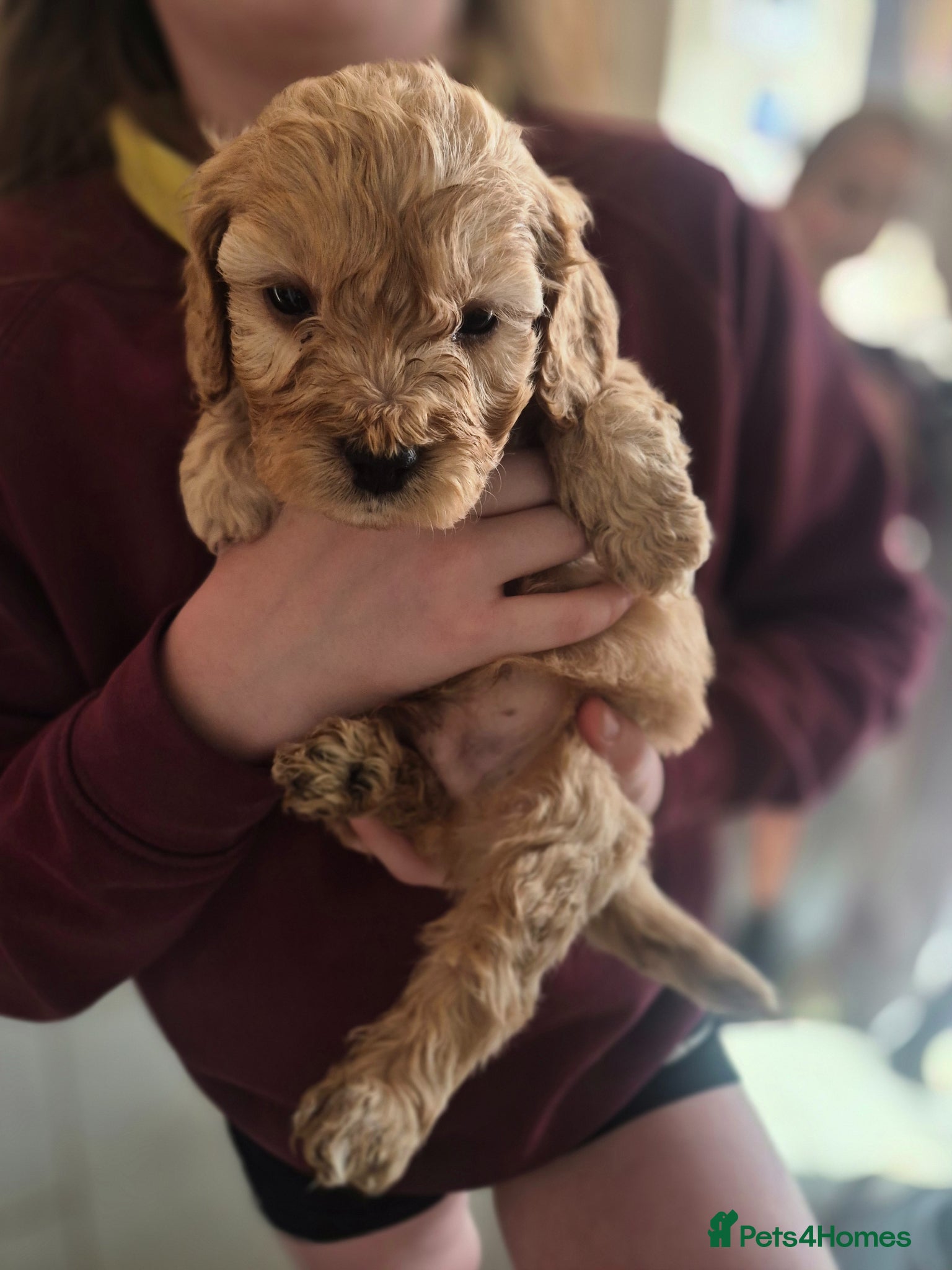 Cockapoo dogs A litter of beautiful toy cockapoos  - Advert 2