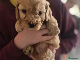 Cockapoo dogs A litter of beautiful toy cockapoos - Advert 2