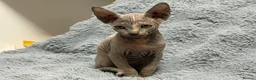 Sphynx cats for sale: 😍Two Beautiful Sphynx Girls😍 - Advert 12