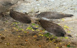 Peafowl poultry for sale: Mixed peafowl 10 weeks old  - Image 10
