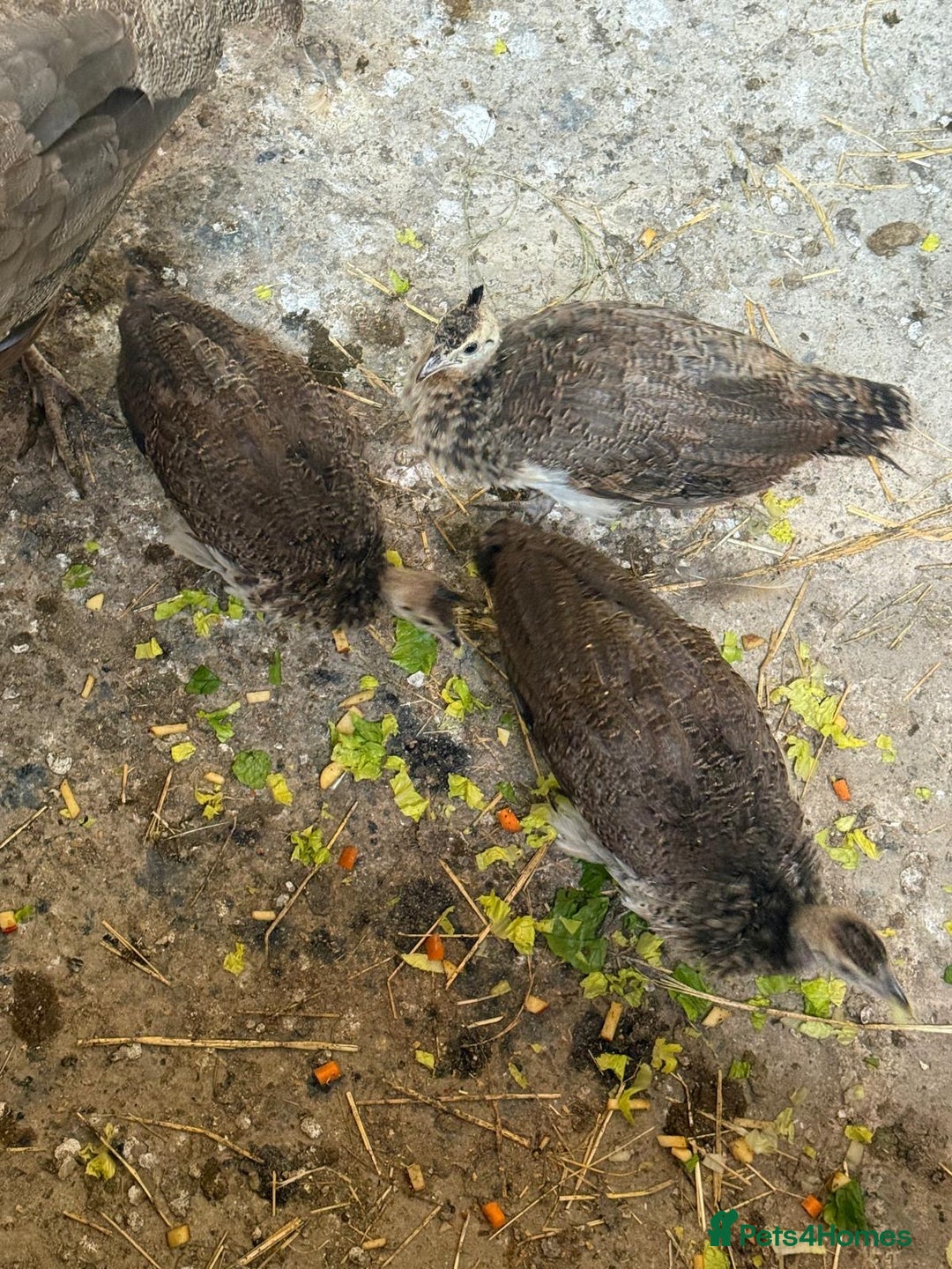 Peafowl poultry for sale: Mixed peafowl 10 weeks old  - Image 10