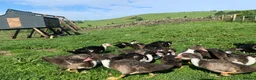 Ducks poultry for sale: Muscovies Varying Ages 20 Ducks 6 Drakes  - Advert 2