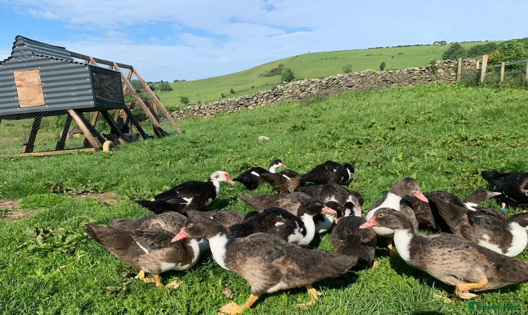Ducks poultry for sale: Muscovies Varying Ages 20 Ducks 6 Drakes  - Advert 2