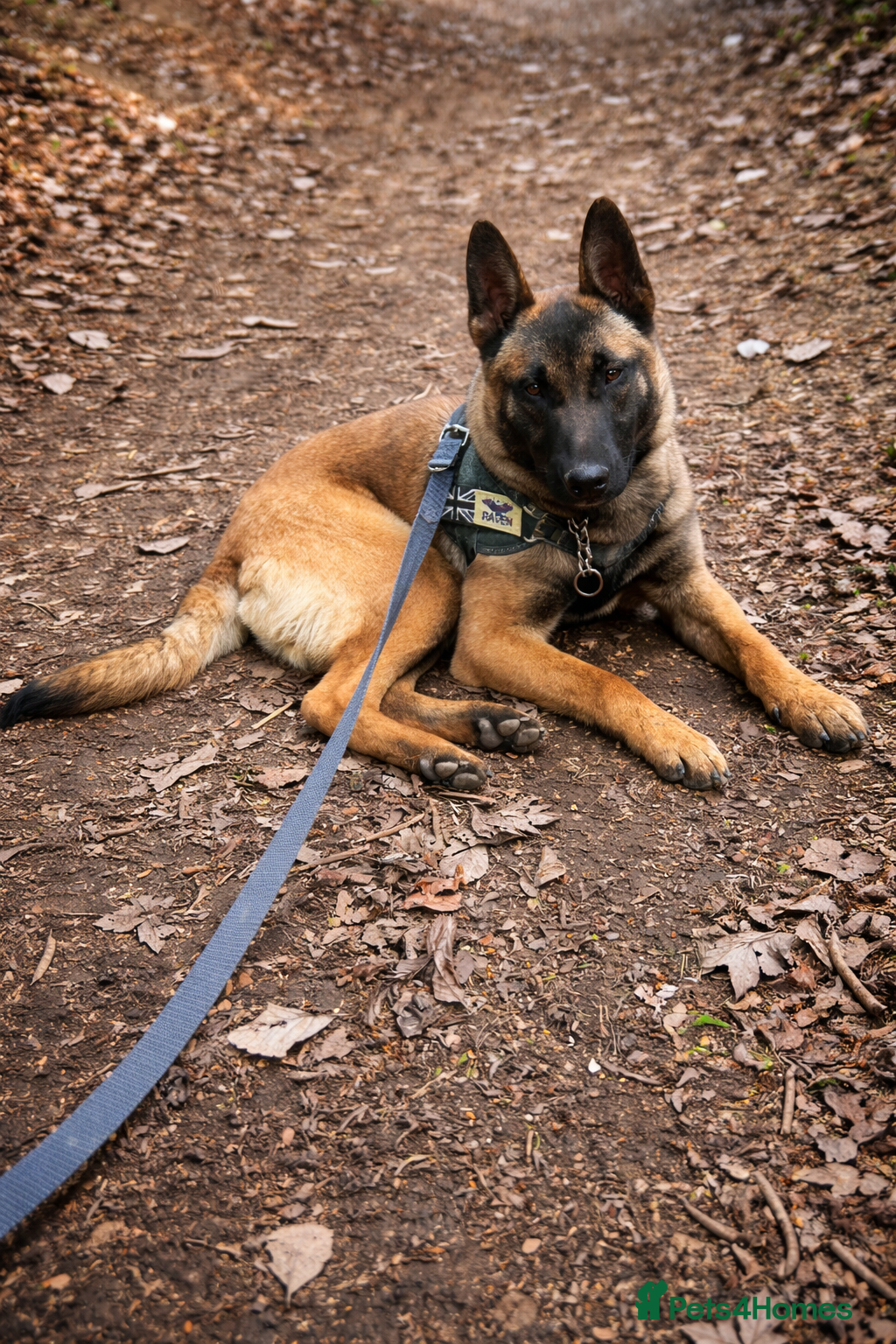 Belgian Shepherd Dog dogs Belgian Shepherd Malinois - Advert 9