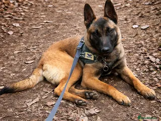 Belgian Shepherd Dog dogs Belgian Shepherd Malinois - Advert 9