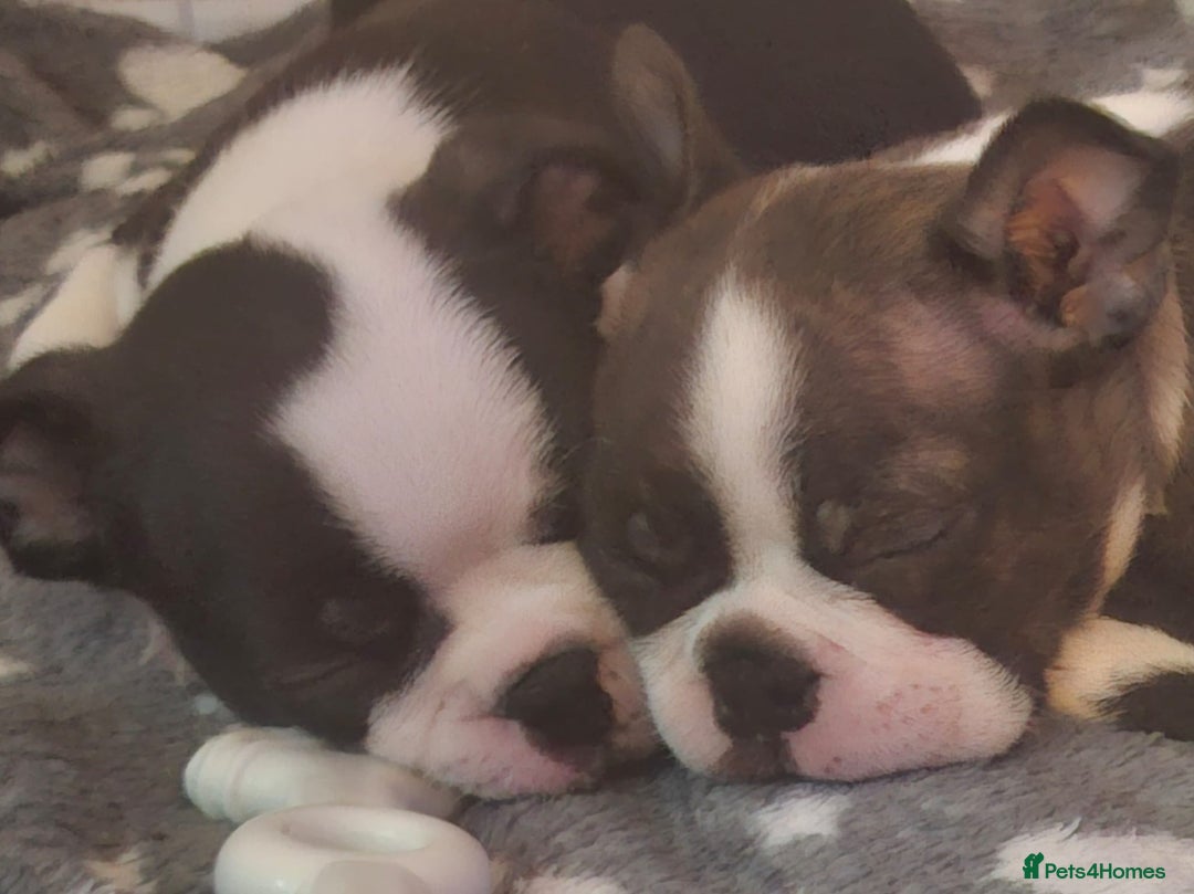 Boston Terrier dogs for sale: Boston Terrier pups  - Image 2