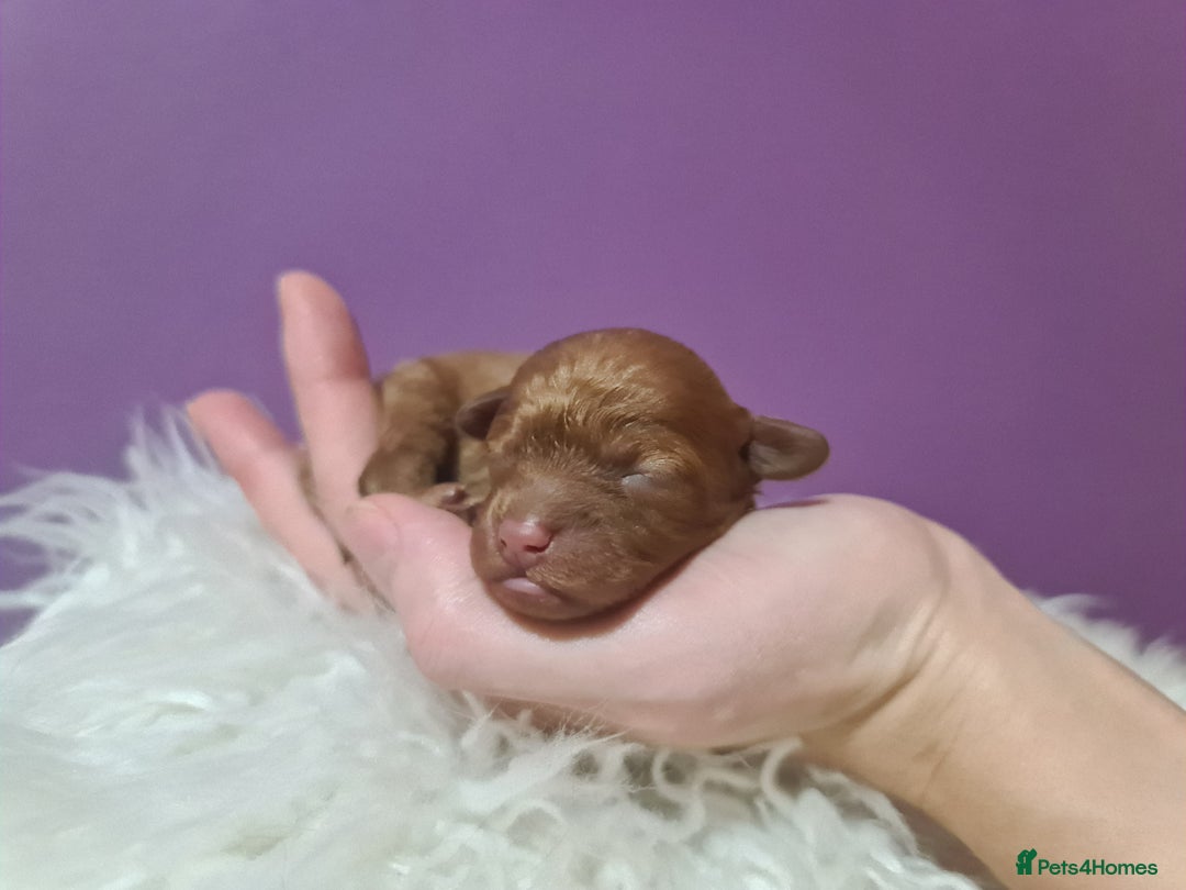 Toy Poodle dogs for sale: Beautiful toy poodle  - Advert 14