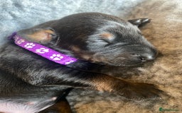Dobermann dogs for sale: KC REGISTERED DOBERMAN PUPS - Image 31