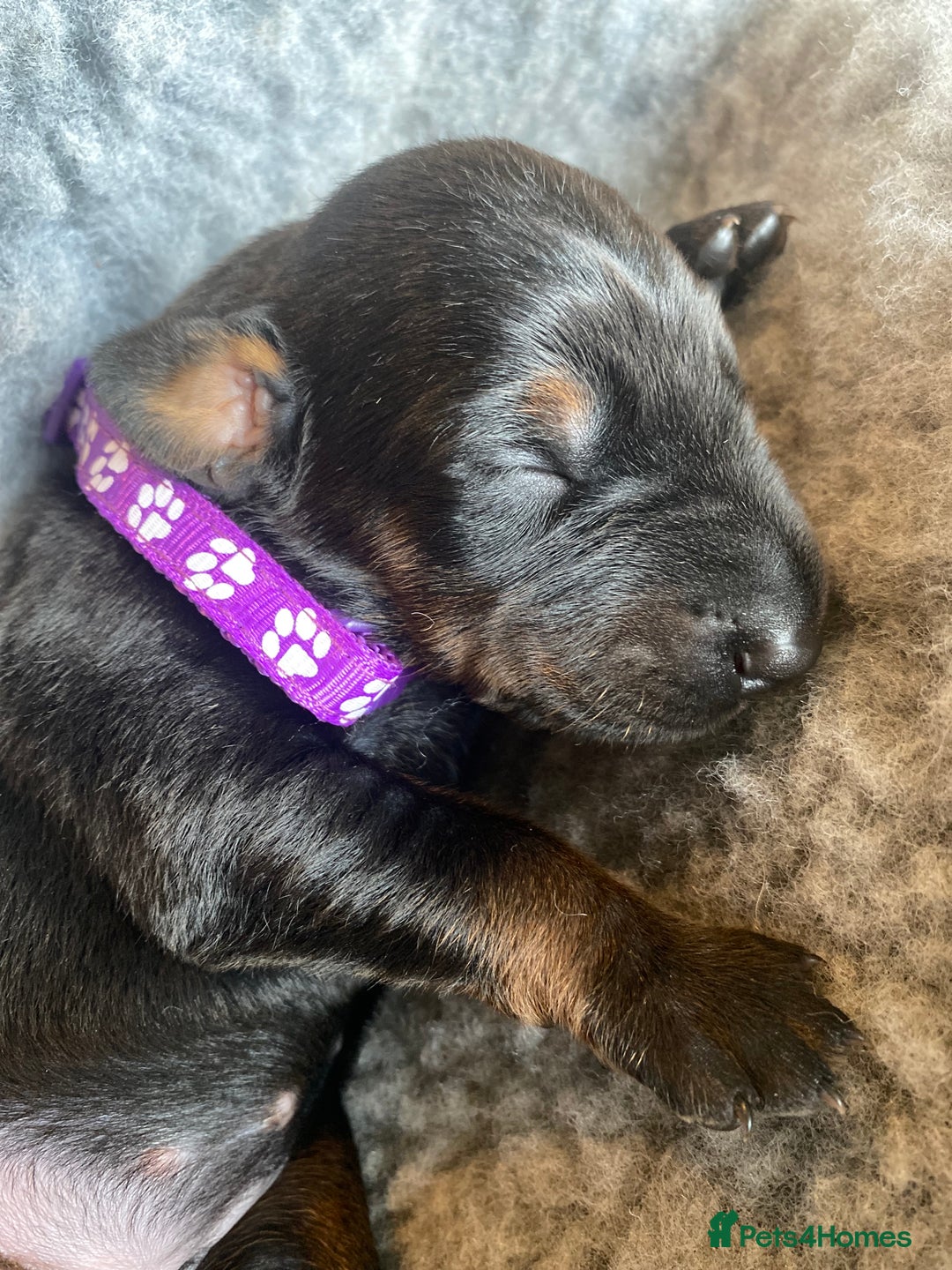 Dobermann dogs for sale: KC REGISTERED DOBERMAN PUPS - Image 31