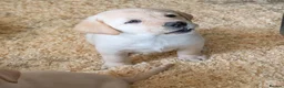 Labrador Retriever dogs for sale: Beautiful show bred family pets  - Advert 2